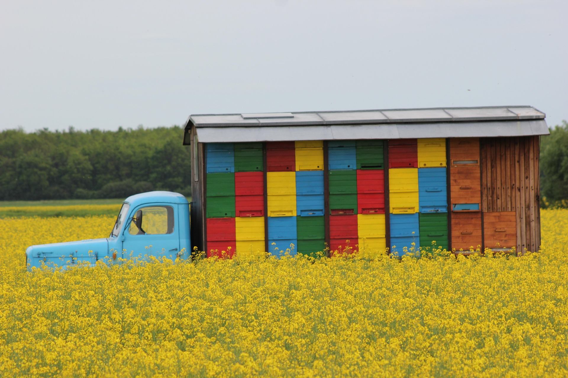 bees pasture, beehive, honey, healthy food, yellow rapeseed meadow, agriculture, beekeeping, colorful hives, nature, outdoor, beehive, beehive, beehive, beehive, beehive, beekeeping, beekeeping, beekeeping, beekeeping